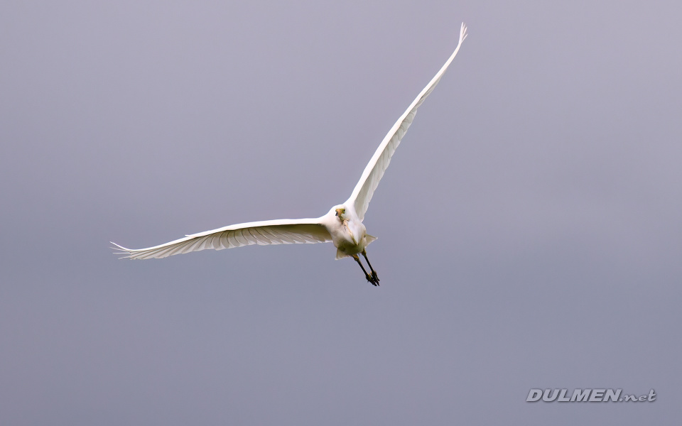 Great White Egret (Ardea alba)